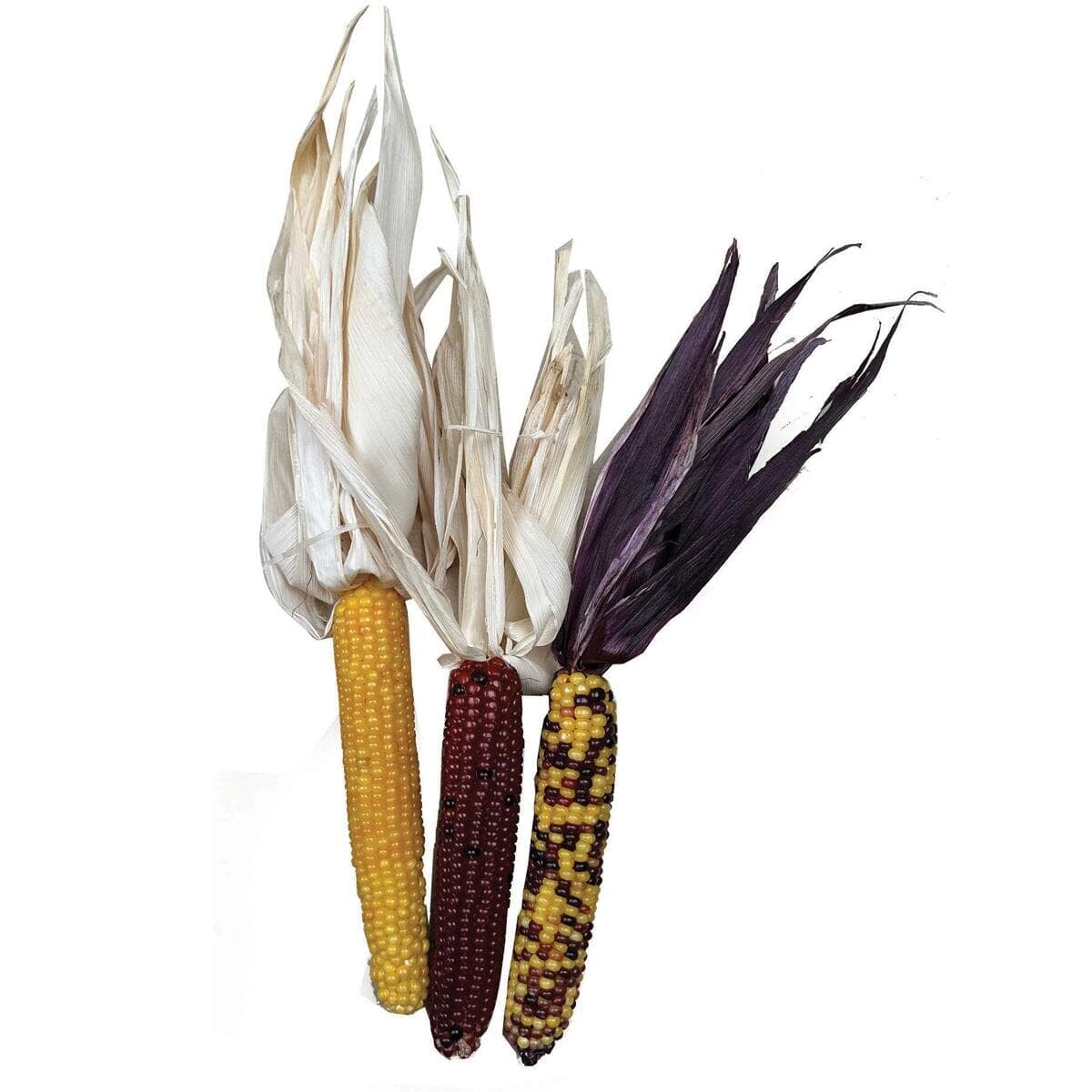 Small Decorative Corn - Southwest Indian Foundation - 5913-SM