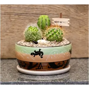 Southwest Cactus Bowl